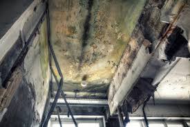 Professional Mold Removal in Scanlon, MN